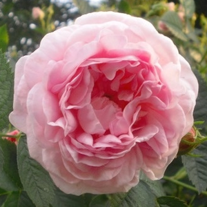 Maiden's Blush - trandafiri - www.ioanarose.ro